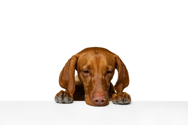 Zbliżenie twarz ładny brązowy Kurzhaar Drathaar, rasowy pies pozowanie izolowane na białym tle. Pojęcie zwierzęcia, zwierząt domowych, piękna, rasy, tytułu — Zdjęcie stockowe