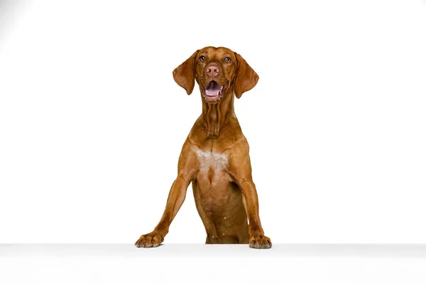 Estudio plano de adorable Kurzhaar Drathaar marrón, perro de raza pura posando aislado sobre fondo blanco. Concepto de animal, mascotas, belleza, raza, título —  Fotos de Stock