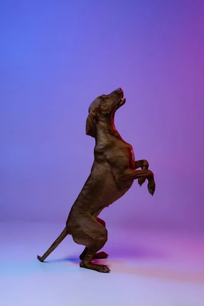 Retrato de la hermosa Kurzhaar Drathaar, perro de raza pura posando aislado sobre fondo púrpura en luz de neón. Concepto de animal, mascotas —  Fotos de Stock