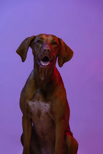 Portret pięknego Kurzhaara Drathaara, psa czystej krwi, pozującego na fioletowym tle w neonowym świetle. Pojęcie zwierzęcia, zwierząt domowych — Zdjęcie stockowe