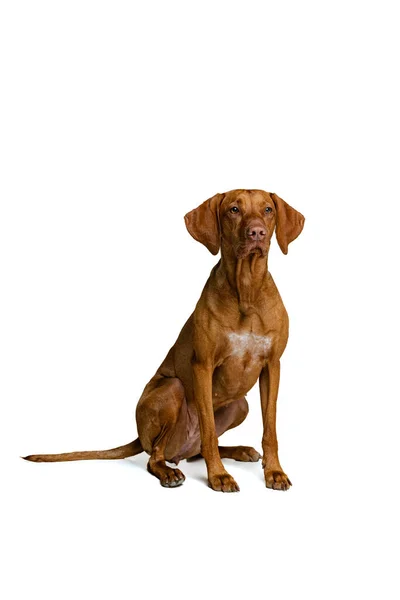 Estúdio tiro de adorável marrom Kurzhaar Drathaar, cão de raça pura posando isolado no fundo branco. Conceito de animal, animais de estimação, beleza, raça, título — Fotografia de Stock