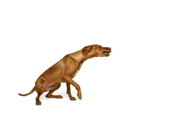 Студийный снимок восхитительного коричневого Хаара Дратара, породистого пса, позирующего на белом фоне. Животное, домашние животные, красота, порода, титул — стоковое фото