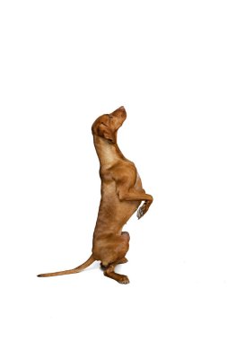 Beyaz arka planda izole edilmiş saf köpek pozu veren sevimli kahverengi Kurzhaar Drathaar 'ın stüdyo çekimi. Hayvan, hayvan, güzellik, cins, unvan kavramı