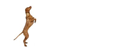 Beyaz arka planda izole edilmiş saf köpek pozu veren sevimli kahverengi Kurzhaar Drathaar 'ın stüdyo çekimi. Hayvan, hayvan, güzellik, cins, unvan kavramı