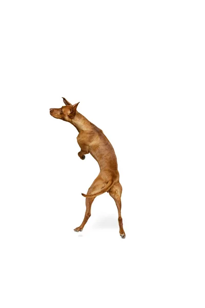 Estudio plano de adorable Kurzhaar Drathaar marrón, perro de raza pura posando aislado sobre fondo blanco. Concepto de animal, mascotas, belleza, raza, título — Foto de Stock