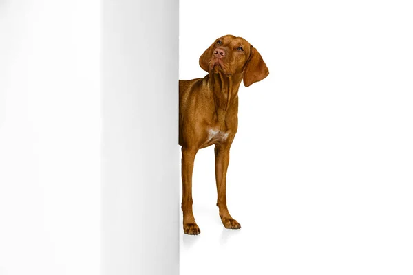 Студийный снимок восхитительного коричневого Хаара Дратара, породистого пса, позирующего на белом фоне. Животное, домашние животные, красота, порода, титул — стоковое фото