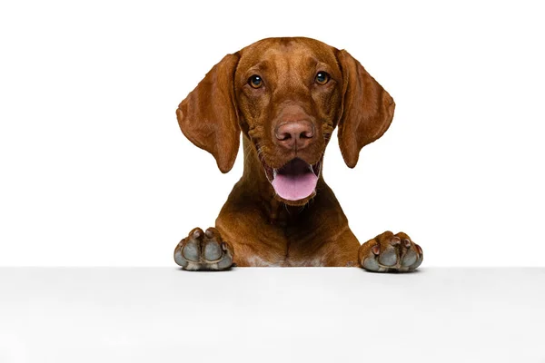 Zbliżenie twarz ładny brązowy Kurzhaar Drathaar, rasowy pies pozowanie izolowane na białym tle. Pojęcie zwierzęcia, zwierząt domowych, piękna, rasy, tytułu — Zdjęcie stockowe