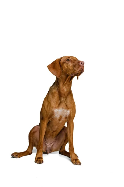 Estúdio tiro de adorável marrom Kurzhaar Drathaar, cão de raça pura posando isolado no fundo branco. Conceito de animal, animais de estimação, beleza, raça, título — Fotografia de Stock