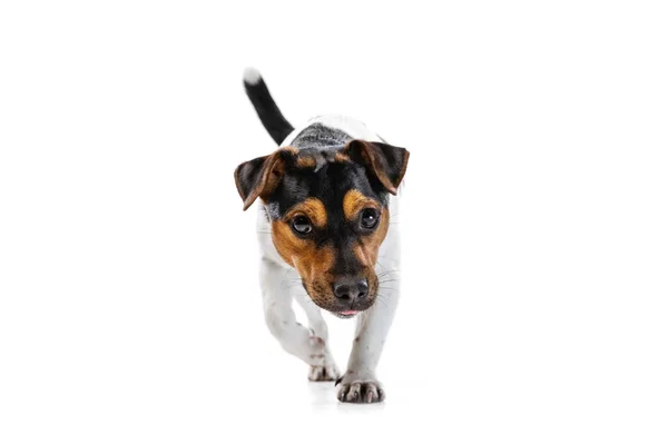 Estudio de tiro de lindo perro pequeño, Jack Russell Terrier divertirse, posando aislado sobre fondo blanco. Concepto de movimiento, mascotas amor, vida animal. —  Fotos de Stock