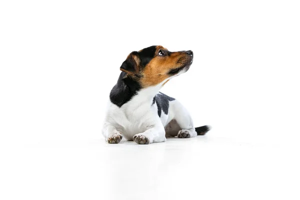 Αξιολάτρευτο κουτάβι, Jack Russell Terrier σκυλί απομονωμένο σε λευκό φόντο στούντιο. Έννοια της κίνησης, τα κατοικίδια ζώα αγάπη, τη ζωή των ζώων. — Φωτογραφία Αρχείου