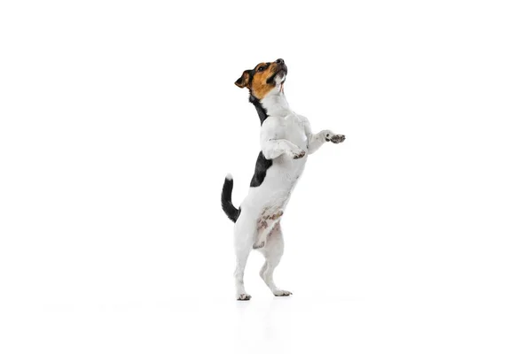 Ganzkörperporträt des niedlichen kleinen Hundes, Jack Russell Terrier spielend, der isoliert auf weißem Hintergrund springt. Konzept der Bewegung, Haustierliebe, Tierleben. — Stockfoto