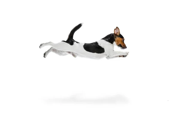 Küçük sevimli köpek Jack Russell Terrier 'ın beyaz arka planda izole edilmiş bir şekilde oynadığı uzun bir portre. Hareket kavramı, evcil hayvanlar, aşk, hayvan hayatı.. — Stok fotoğraf