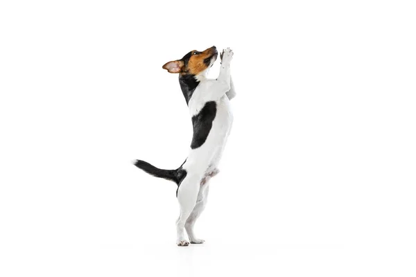 Retrato de cuerpo entero de un lindo perro pequeño, Jack Russell Terrier jugando, saltando aislado sobre fondo blanco. Concepto de movimiento, mascotas amor, vida animal. —  Fotos de Stock