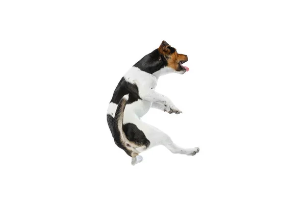 Stúdió lövés aranyos kis kutya, Jack Russell Terrier szórakozás elszigetelt fehér háttérrel. Fogalom mozgás, háziállatok szerelem, állati élet. — Stock Fotó