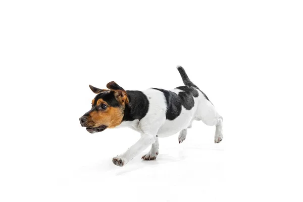 Studio záběr roztomilého malého psa, Jack Russell teriér baví, pózování izolované na bílém pozadí. Pojetí pohybu, milování zvířat, zvířecí život. — Stock fotografie