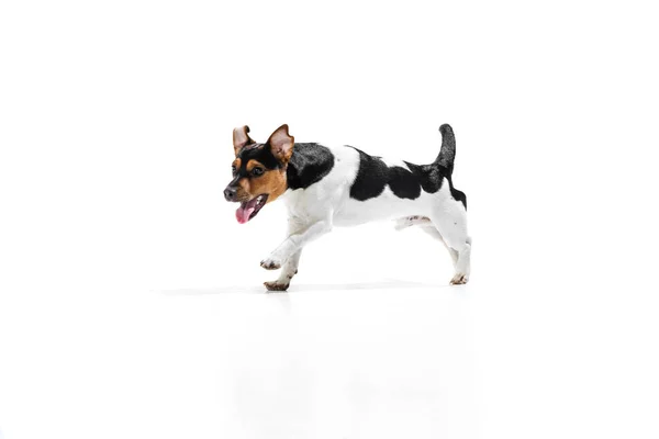 Studio shot di simpatico cagnolino, Jack Russell Terrier divertendosi, posa isolata su sfondo bianco. Concetto di movimento, animali domestici amore, vita animale. — Foto Stock