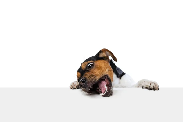 Close-up rosto de cão bonito, Jack Russell Terrier posando isolado no fundo branco. Conceito de movimento, animais de estimação amor, vida animal. — Fotografia de Stock