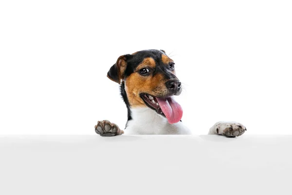 Cara de cerca del lindo perro, Jack Russell Terrier posando aislado sobre fondo blanco. Concepto de movimiento, mascotas amor, vida animal. —  Fotos de Stock