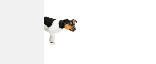 Студія знімала милого малого собаку, Джека Рассела Терер'є, який розважався на білому фоні. Концепція руху, любов домашніх тварин, життя тварин.. — стокове фото