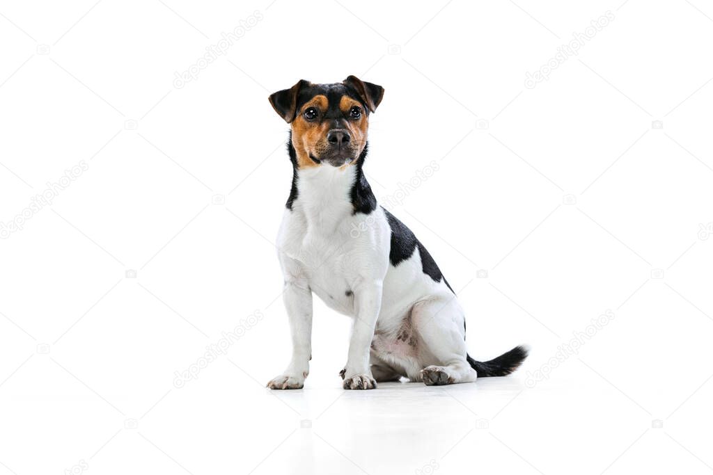 Adorable puppy, Jack Russell Terrier dog isolated on white studio background. Concept of motion, pets love, animal life.