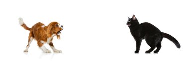 Beyaz arka planda izole edilmiş güzel kedi ve safkan köpek portresi. Hayvan hayatı, arkadaşlık, etkileşim kavramı. Kolaj