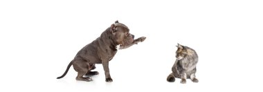 Beyaz arka planda izole edilmiş güzel kedi ve safkan köpek portresi. Hayvan hayatı, arkadaşlık, etkileşim kavramı. Kolaj