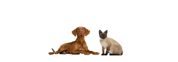 Beyaz arka planda izole edilmiş güzel kedi ve safkan köpek portresi. Hayvan hayatı, arkadaşlık, etkileşim kavramı. Kolaj — Stok fotoğraf