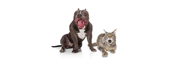 Retrato de gato bonito e cão de raça pura isolado no fundo branco. Conceito de vida animal, amizade, conceito de interação. Colagem — Fotografia de Stock