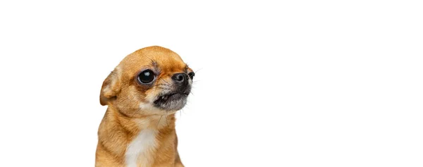 Studioaufnahme von kleinen goldenen Chihuahua isoliert auf weißem Studiohintergrund. Konzept von Tierleben, Rassen, Tierärzten und Pflege — Stockfoto