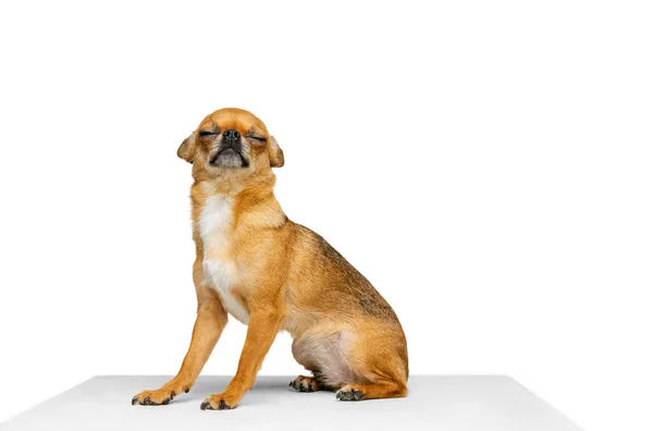 Um cão pequeno, chihuahua cor dourada posando isolado no fundo do estúdio branco. Conceito de vida animal, raças, veterinário e cuidados — Fotografia de Stock