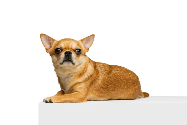 Studio shot of little golden color chihuahua isolated on white studio background. Concept of animal life, breeds, vet and care — Stock Photo, Image