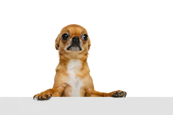 Ένα μικρό σκυλάκι, με χρυσαφί χρώμα τσιουάουα να ποζάρει απομονωμένο σε λευκό φόντο στούντιο. Έννοια της ζωής των ζώων, φυλές, κτηνίατρο και φροντίδα — Φωτογραφία Αρχείου