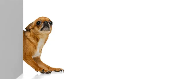 Een kleine hond, gouden kleur chihuahua poseren geïsoleerd op witte studio achtergrond. Concept van het dierenleven, rassen, dierenarts en verzorging — Stockfoto