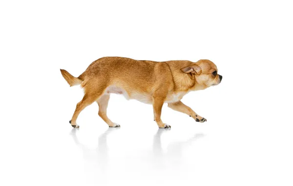 Porträt des niedlichen kleinen goldenen Chihuahua isoliert auf weißem Studiohintergrund. Konzept von Tierleben, Rassen, Tierärzten und Pflege — Stockfoto