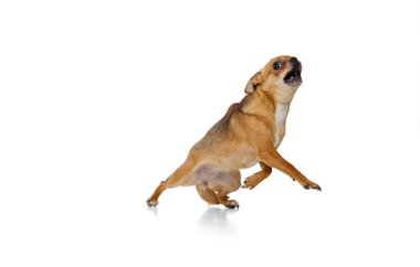 Küçük bir köpek, altın renkli chihuahua beyaz stüdyo arka planında izole edilmiş poz veriyor. Hayvan hayatı kavramı, cinsler, veteriner ve bakım.