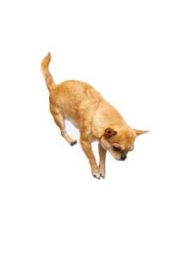 Beyaz stüdyo arka planında izole edilmiş küçük altın renkli chihuahua atlayışının stüdyo çekimi. Hayvan hayatı kavramı, cinsler, veteriner ve bakım.