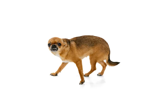 Studio shot van kleine gouden kleur chihuahua geïsoleerd op witte studio achtergrond. Concept van het dierenleven, rassen, dierenarts en verzorging — Stockfoto