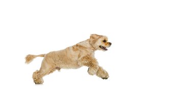 Altın rengi safkan köpeğin tam boy portresi Cocker Spaniel beyaz stüdyo arka planında izole edilmiş. Hareket kavramı, evcil hayvanlar, aşk, hayvan hayatı, veteriner..