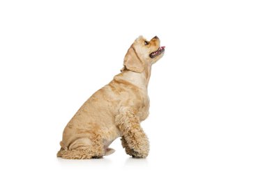 Yan görüş. Altın renkli safkan köpek portresi, beyaz stüdyo arka planında izole edilmiş Cocker Spaniel. Hareket kavramı, evcil hayvanlar, aşk, hayvan hayatı, veteriner..