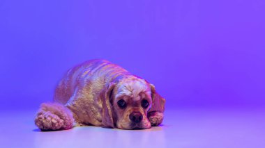 Altın rengi safkan köpek portresi, Cocker Spaniel mor stüdyo arka planında neon ışıkla izole edilmiş poz veriyor. Hareket kavramı, evcil hayvanlar, aşk, hayvan hayatı, veteriner..