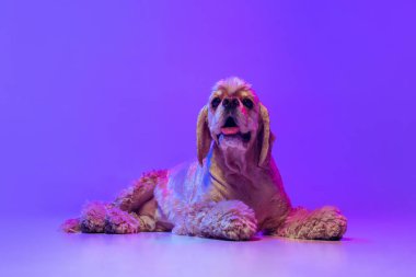 Altın rengi safkan köpek portresi, Cocker Spaniel mor stüdyo arka planında neon ışıkla izole edilmiş poz veriyor. Hareket kavramı, evcil hayvanlar, aşk, hayvan hayatı, veteriner..