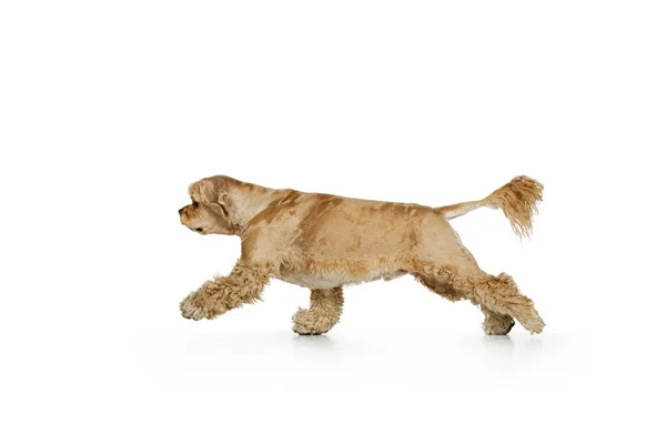 Ganztägiges Porträt eines goldenen reinrassigen Hundes, Cocker Spaniel isoliert auf weißem Studiohintergrund. Konzept der Bewegung, Haustierliebe, Tierleben, Tierarzt. — Stockfoto