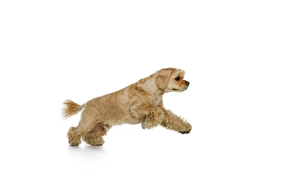 Full-length portrait of golden color purebred dog, Cocker Spaniel isolated on white studio background. Concept of motion, pets love, animal life, vet. — ストック写真