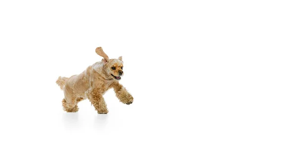 Ganztägiges Porträt eines goldenen reinrassigen Hundes, Cocker Spaniel isoliert auf weißem Studiohintergrund. Konzept der Bewegung, Haustierliebe, Tierleben, Tierarzt. — Stockfoto