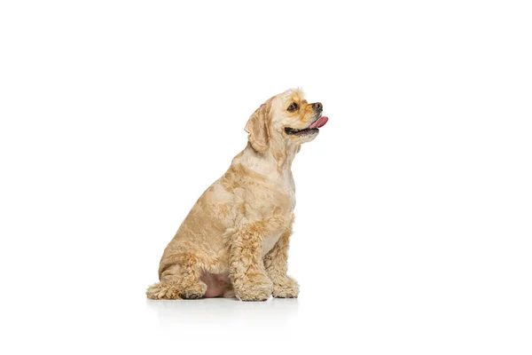 Full-length portrait of golden color purebred dog, Cocker Spaniel isolated on white studio background. Concept of motion, pets love, animal life, vet. — Stock Photo, Image