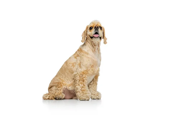 골든 컬러 순종 (golden color purested dog) 의 전신 사진, 코커 스페인 (Cocker Spaniel) 은 화이트 스튜디오 배경에서 고립되었다. 움직임의 개념, 애완 동물 사랑, 동물 생활, 수의사. — 스톡 사진