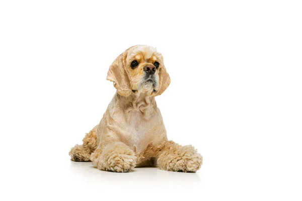 Αστείος Κόκερ Σπάνιελ, καθαρόαιμος σκύλος που ποζάρει απομονωμένος σε λευκό φόντο στούντιο. Έννοια της κίνησης, τα κατοικίδια ζώα αγάπη, τη ζωή των ζώων, κτηνίατρος. — Φωτογραφία Αρχείου