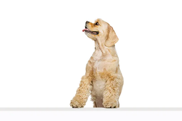 Vtipný kokršpaněl, čistokrevný pes pózující izolovaně na bílém pozadí studia. Pojetí pohybu, domácí milování, zvířecí život, veterinář. — Stock fotografie