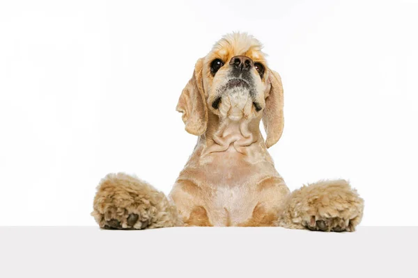 Close-up face of beautiful cute dog, Cocker Spaniel posing isolated on white background. Concept of motion, pets love, animal life. — ストック写真