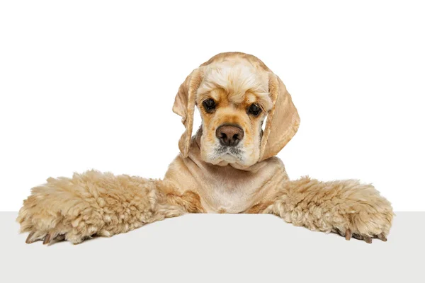 Κοντινό πλάνο πρόσωπο του όμορφου χαριτωμένου σκύλου, Κόκερ Σπάνιελ που ποζάρει απομονωμένο σε λευκό φόντο. Έννοια της κίνησης, τα κατοικίδια ζώα αγάπη, τη ζωή των ζώων. — Φωτογραφία Αρχείου